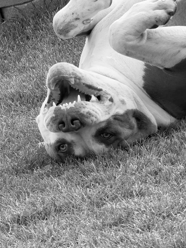 Pepe, der American Bulldog der Agentur, liegt kopfüber im Gras